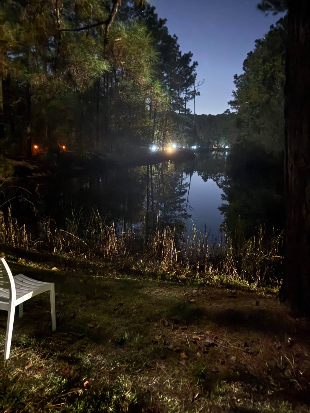 Quiet pond bordered by longleaf pines at dusk in Brunswick County
