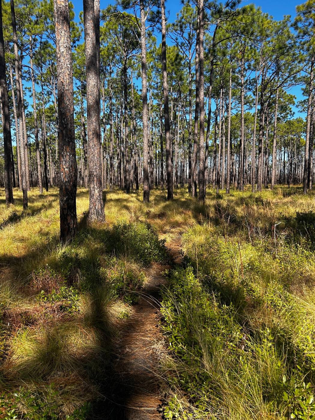 Longleaf pine savanna in Brunswick County