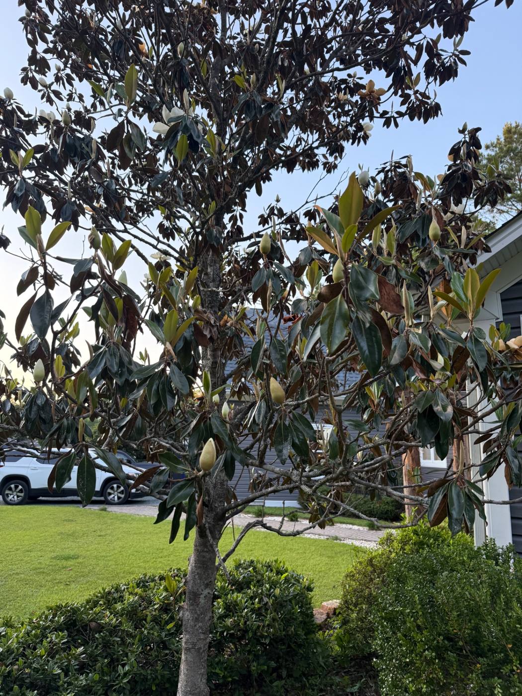 Southern magnolia in a Brunswick County front yard